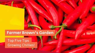 Top five tips for growing Chilli Peppers in the UK