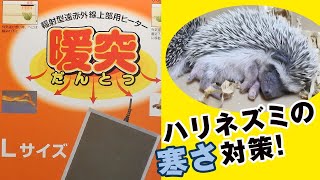 ハリネズミの寒さ対策！「暖突L」を使ってみました