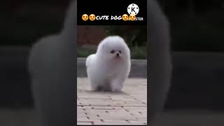 cute dogs/ cute dogs shorts / dog Lover /dog videos #shorts #youtubeshorts #dog