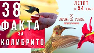 38 Факта за Колибрите - Колибрито Най-малката птица в Света може да лети назад, някои тежат 2 грама