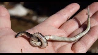 Barbados Threadsnake  - World’s Smallest Snake