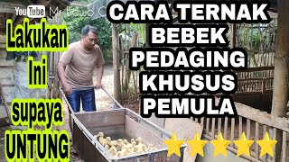 Cara Ternak Bebek Pedaging khusus PEMULA