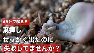 【エケベリア】葉挿しせっかく出たのに失敗してませんか？【多肉植物】