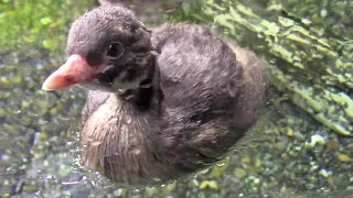 お食事中のカイツブリのヒナたち （井の頭自然文化園）Little Grebe Chick Feeding Time