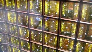 carnival dream elevator