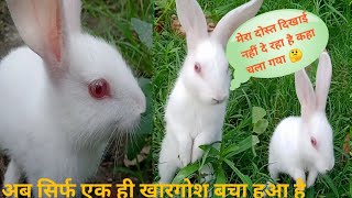 खरगोश कुत्ता के डर से घास भी अच्छा से नहीं, खा पाता 🥺 #youtubeshorts #viral #arjun_5m_vlog #vlog