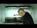 aquarium aquascape tutorial guide crimson sky by james findley u0026 the green machine