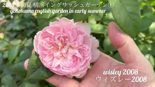 【2023年初夏 横浜イングリッシュガーデン①】yokohama english garden in early summer