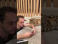 chloe the serval bites her owners 😒