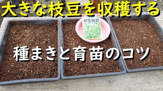 大きな枝豆を収穫するコツは種まきと育苗にポイントがあります