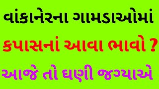 ખેડૂતો ગામડે બેઠા કપાસનું વેચાણ કરતા હો તો ધ્યાન રાખજો આજે કપાસમાં સારો એવો સુધારો છે વાંકાનેરના ઘણા