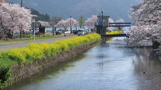 春の余呉湖　　#滋賀県  #湖北　#桜  #余呉湖