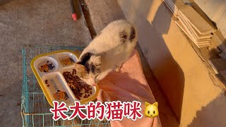 出门一天，毛孩子都饿坏了，为了吃的残疾的猫咪胆子也变得大了起来