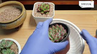 다육이 티엠,황홀한연꽃 합식하게된 에피소드❣Succulent plant ❣多肉植物🌱🥰