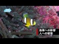 山口県に南国の魚が～みんな知らない山口の異変～｜cool choice：山口県