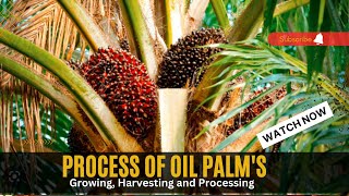 Oil Palm Growing  Harvesting and Processing Process Modern Agriculture Machines #technology #farming