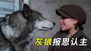 灰狼報恩認主，女孩流浪挨餓，它便叼來野兔让女孩儿吃并且一路陪伴！ 【零映影視解說】