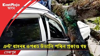 তেজপুৰত প্ৰকাণ্ড গছ উভালি পৰিল বাহনত | ইষ্টম'জ' অসম | EastMojo Assam