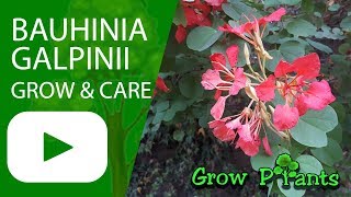 Bauhinia galpinii grow \u0026 care