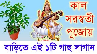 কাল সরস্বতী পূজোয় এই ১টি গাছ বাড়িতে লাগান, জীবনে কিছুর অভাব থাকবে না | Saraswati Puja 2022