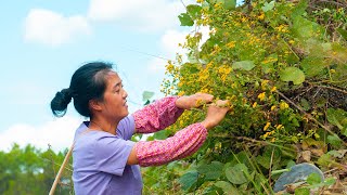 Two kinds of wild chrysanthemums are used to make health tea|不要錯過農村漫山遍野的野菊花，用它制作秋冬養生茶【乡野莲姐】