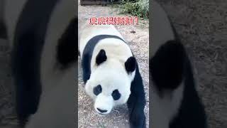 金虎：姨姨们我来了！ #panda #大熊貓