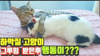 하악질하던 고양이 그루밍 받은후 행동이?