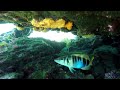 Living treasures of the Aegean Sea, Greece - underwater