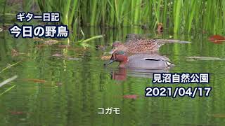 ギター日記　今日の野鳥　・　見沼自然公園　2021年4月17日