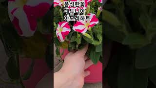 #은혜화훼판매장 #페튜니아 아모레 하트