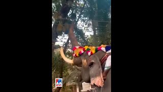 വൈറലായ 'ചക്കക്കൊമ്പന്‍'... #viral #elephant