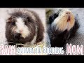 2 (!) New Guinea Pigs Introduction | Bonding Baby Pig & Mom