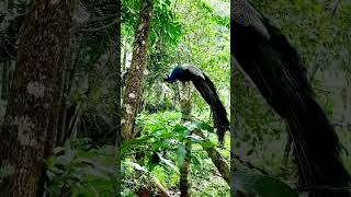 Peacock ❣️🦚❣️ വീട്ടു പറമ്പിൽ വന്ന മയിൽ