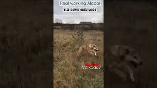 Volkodav Russian Alabai import #viral #workingdog #centralasianshepherddog #volkodav #kangal