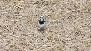 ハクセキレイの捕食　蜘蛛が食べられる