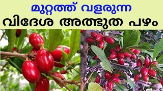 മുറ്റത്ത് വളരുന്ന അൽത്ഭുത വിദേശ പഴം/ Wonderful Exotic Fruit In The Yard(Miracle fruit)