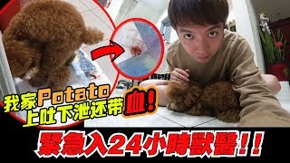 Potato上吐下瀉還帶血，緊急入24小時獸醫，希望potato快點好起來～【DailyVlog】