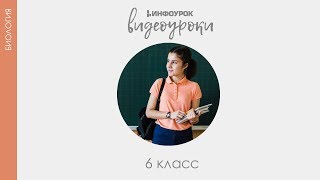 Виды корней и типы корневых систем | Биология 6 класс #21 | Инфоурок