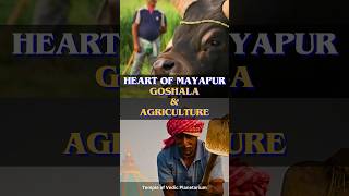 Mayapur Goshala: A Sanctuary of Happy Cows \u0026 Serene Farming