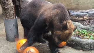 【恩賜上野動物園】ボールの中の餌を取り出すエゾヒグマのポン！