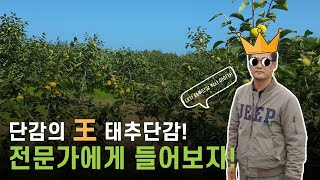 파란씨X태추단감 :: 생산자가 직접 들려주는 태추단감 이야기