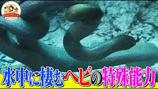 水中に暮らすミズヘビのスゴい能力を千石先生が解説！陸のヘビとの違いを徹底検証！敵から身を守る変わった行動とは！？【どうぶつ奇想天外／WAKUWAKU】