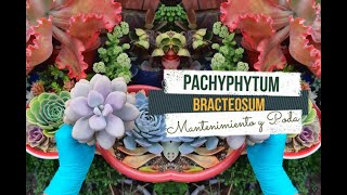 Pachyphytum bracteosum - Mantenimiento \u0026 Poda (Decapitación)