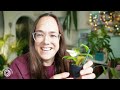 hoya unboxing with plant care tips and update plant with roos