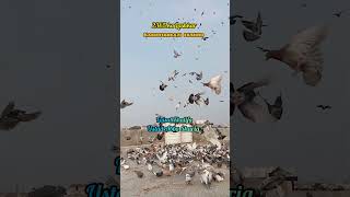 2365 kabutar #pigeon #lover #trending #world #record #kabootar #birds #video #shorts