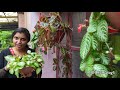 episcia plant flame violet plant care and propogation in malayalam എപ്പിഷ്യ ഫ്ലെയിം വയലറ്റ്