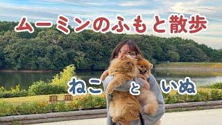 【猫と犬】メッツァビレッジ(ムーミンバレーパークのふもと)を散歩