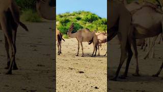 The camels |best short |#camels #hrproduction #shots #thar #viral #trending