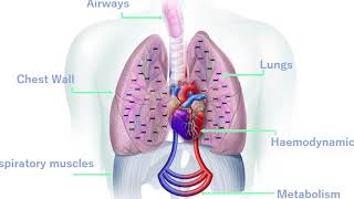 TestChest, the adult lung simulator for respiratory care training and intensive care medicine