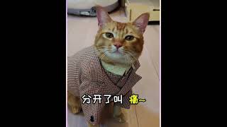 跟包子一起合唱《给我一首歌的时间》 #猫咪 #萌宠出道计划